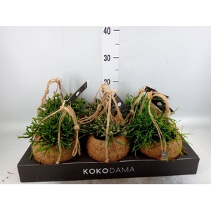 Rhipsalis   ...mix