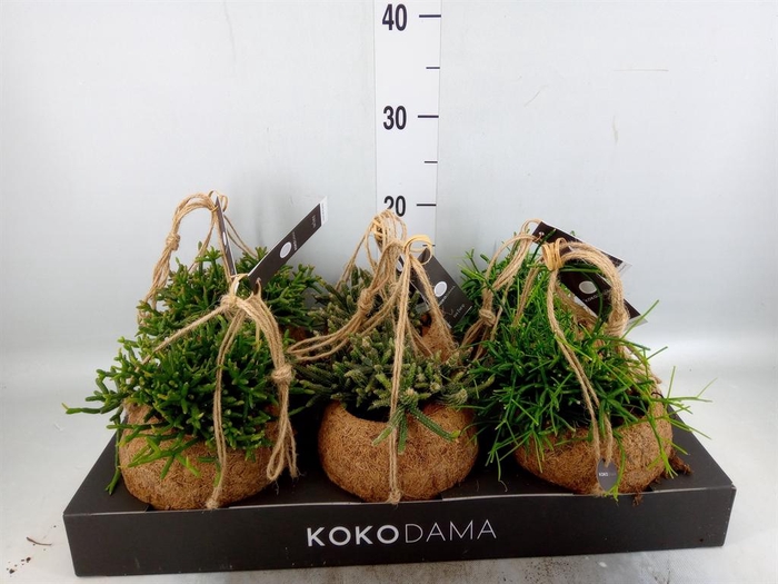 <h4>Rhipsalis   ...mix</h4>
