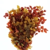 Pres Beech Leafs Mix