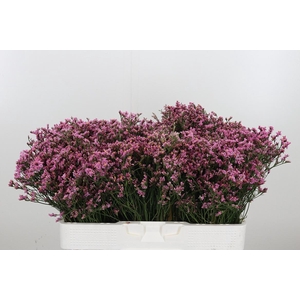 Lim Sin Tiffany Diam