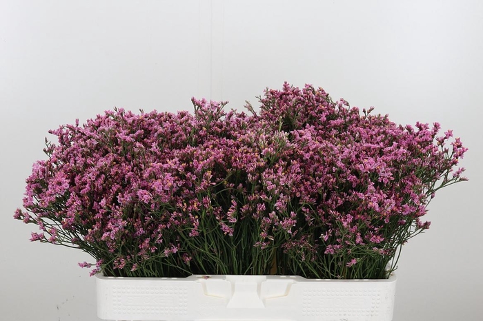 <h4>Lim Sin Tiffany Diam</h4>