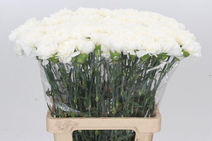 <h4>Dianthus St Holly</h4>