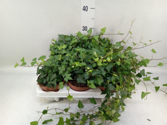 <h4>Hedera helix 'Anna'</h4>