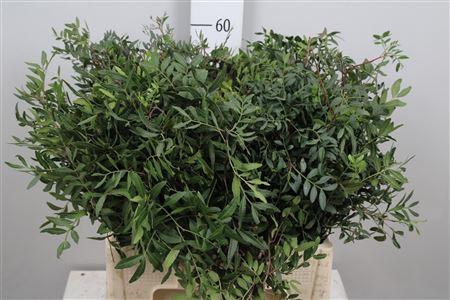 <h4>Pista Ov Blad</h4>