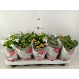 Kalanchoe blos.   ..mix 6