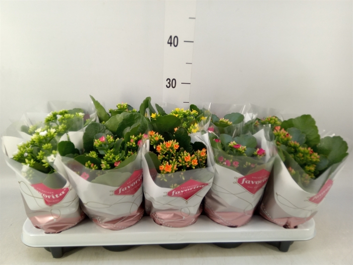 <h4>Kalanchoe blos.   ..mix 6</h4>