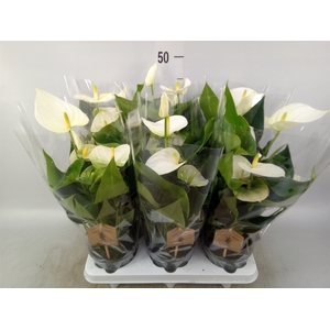 Anthurium andr. 'Cocos'