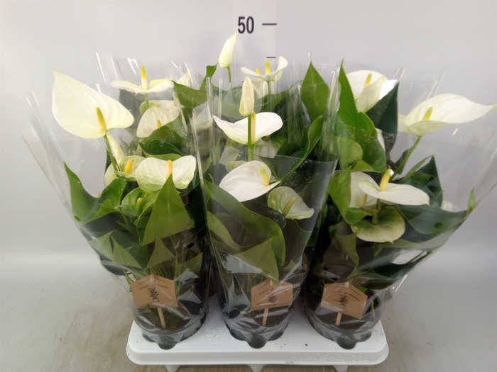 <h4>Anthurium andr. 'Cocos'</h4>