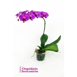 PHAL. 8/10 FLS P15 PINK MIN 8 FLS