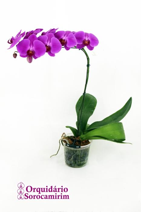 <h4>PHAL. 8/10 FLS P15 PINK MIN 8 FLS</h4>