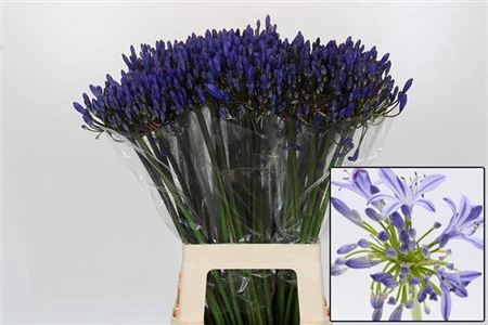 <h4>Agap Eyfori Blue</h4>