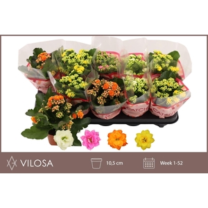 Kalanchoe gevuld gemengd 4klr.