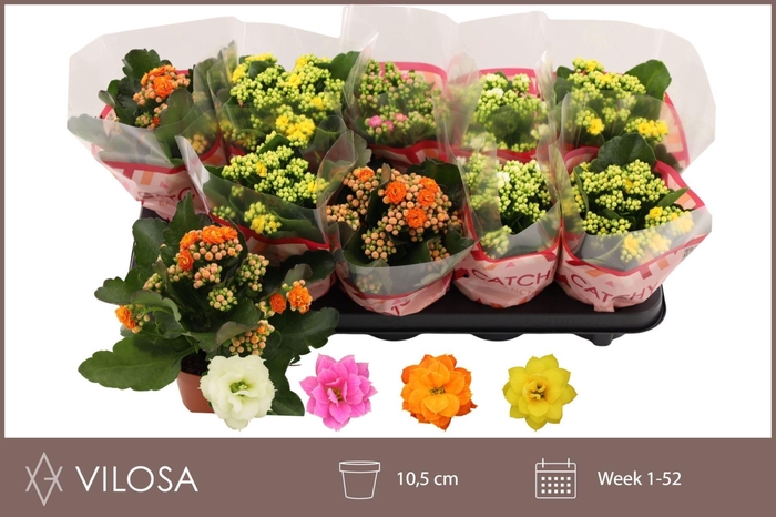<h4>Kalanchoe gevuld gemengd 4klr.</h4>