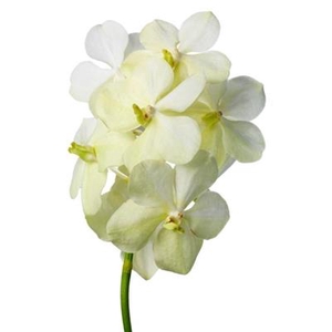 VANDA TAYAN DIAM WHITE x25