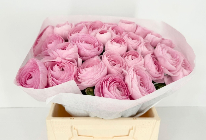 <h4>Ran Clooney Lady</h4>