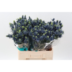 Eryn Supernova Qstar