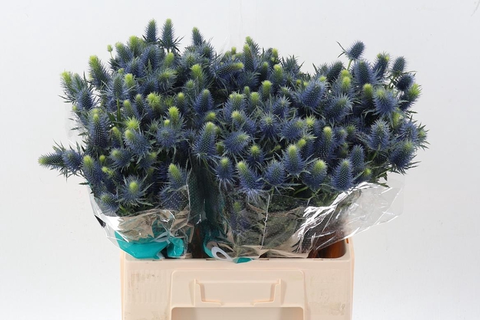 <h4>Eryn Supernova Qstar</h4>