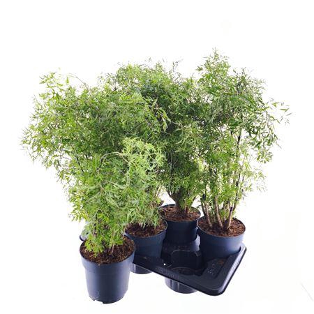 <h4>Poly Fruticosa P17</h4>