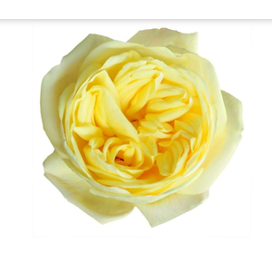 R Gr Sunny Xpression 50cm EC