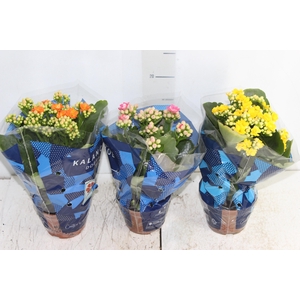 KALANCHOE DOBRADO P11