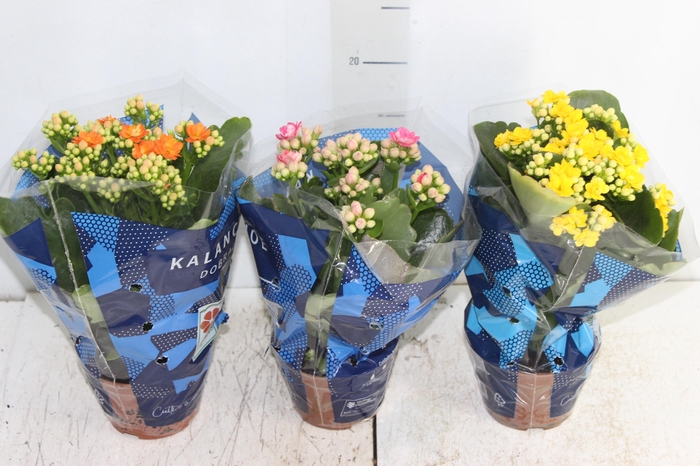 <h4>KALANCHOE DOBRADO P11</h4>