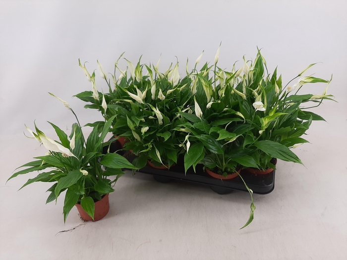 <h4>SPATH CHOPIN</h4>