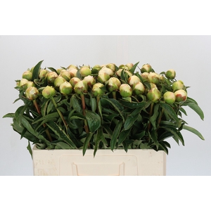 Paeonia Honey Gold