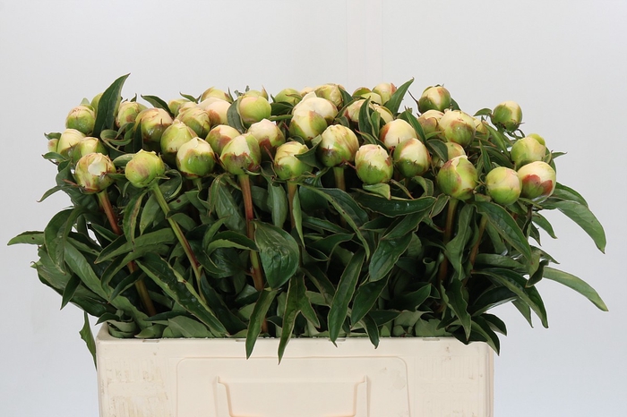 <h4>Paeonia Honey Gold</h4>