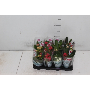 EUPHORBIA MILII MILIIANA P06