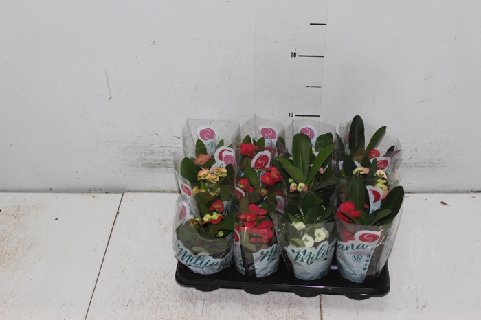 EUPHORBIA MILII MILIIANA P06