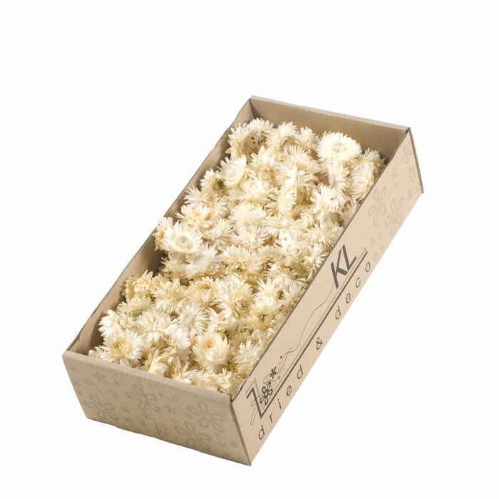 <h4>Helichrysum Heads 100gr Natural White</h4>