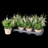 Angelonia Serena paars