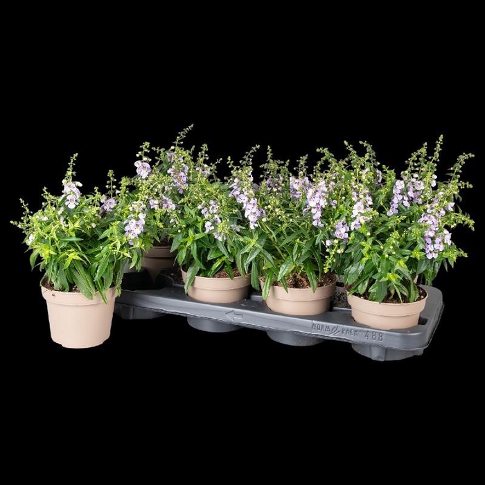 <h4>Angelonia Serena paars</h4>