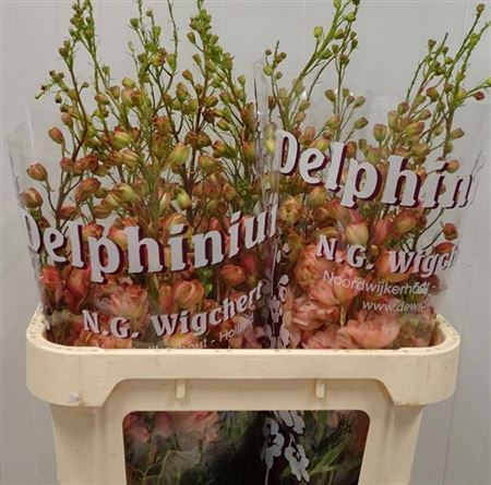 <h4>Delph Du Princess Caroline</h4>