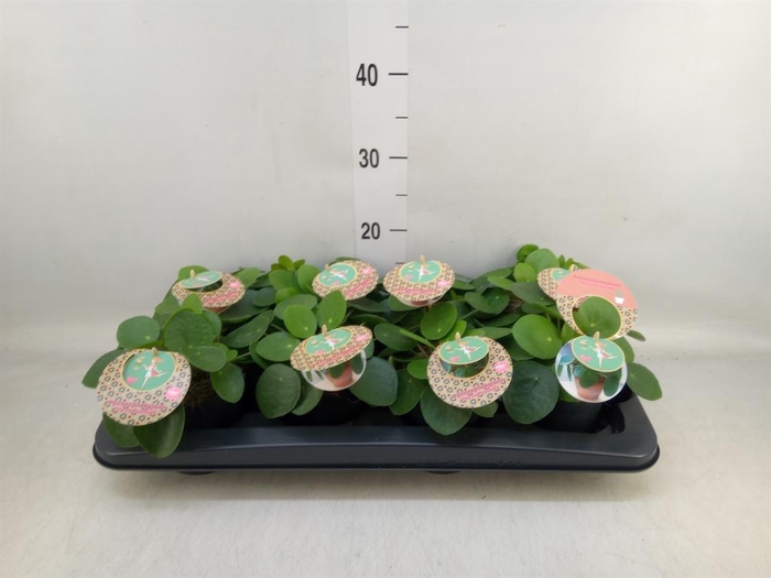 <h4>Pilea peperomioides</h4>