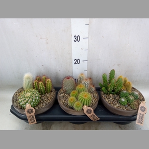 Arr.  Cactus L%