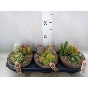 Arr.  Cactus L%