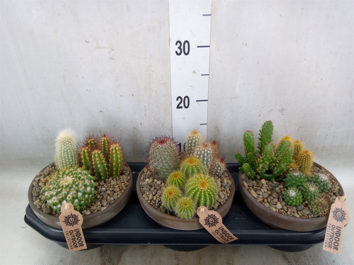 <h4>Arr.  Cactus L%</h4>