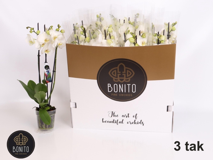 <h4>PHAL AN NOTTINGHAM</h4>