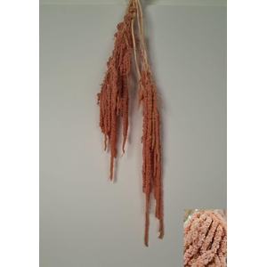 GESTABILISEERD AMARANTHUS (H) OUD ROZE