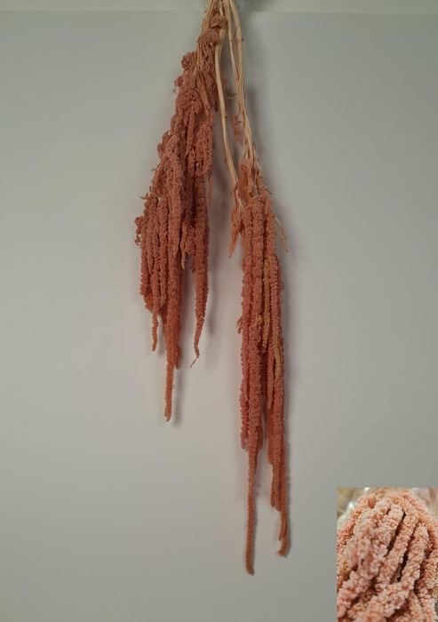 <h4>GESTABILISEERD AMARANTHUS (H) OUD ROZE</h4>