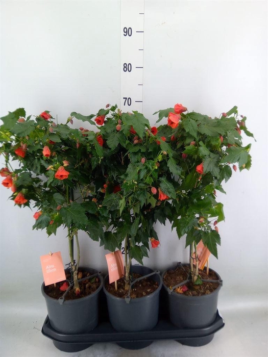<h4>Abutilon  'Red Trumpet'</h4>