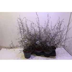 arr8 Corokia Cotoneaster