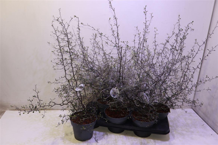 <h4>arr8 Corokia Cotoneaster</h4>