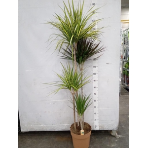 Dracaena   ...mix