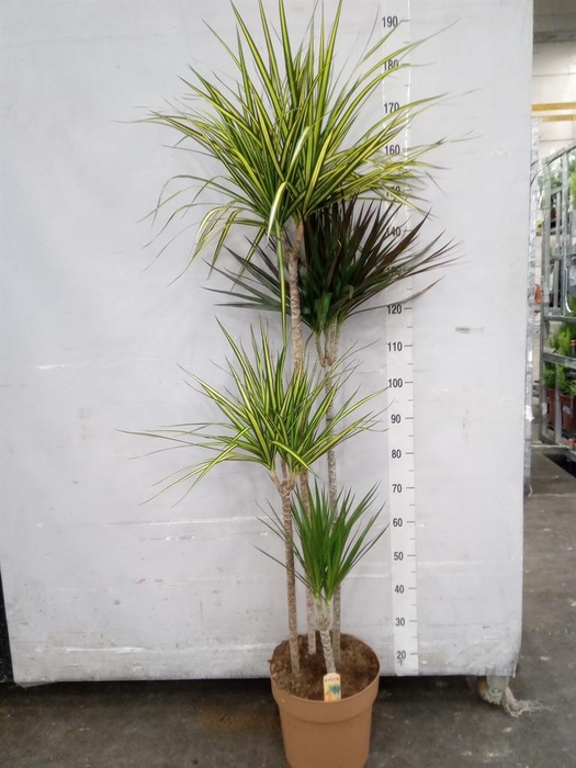 <h4>Dracaena ...mix</h4>