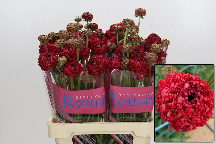 <h4>RAN PDLE CHAOUEN II</h4>