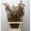 Rosa Corallo Orange Red