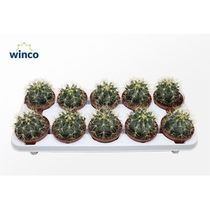 Ferocactus Glaucescens