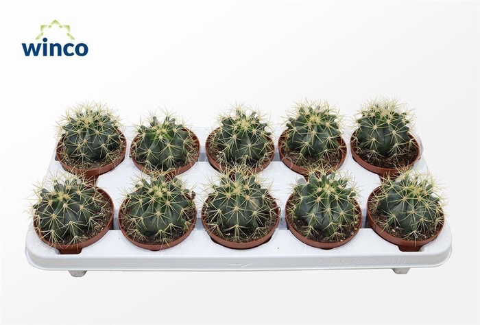 <h4>Ferocactus Glaucescens</h4>